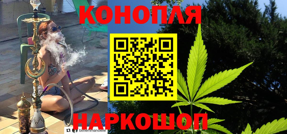Канабис сатива Краснознаменск